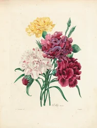 「最も美しい花と最も美しい果実の選択」、Vol。私、1827-33